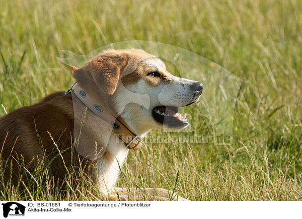 Akita-Inu-Collie-Mix / Akita-Inu-Collie mongrel / BS-01681