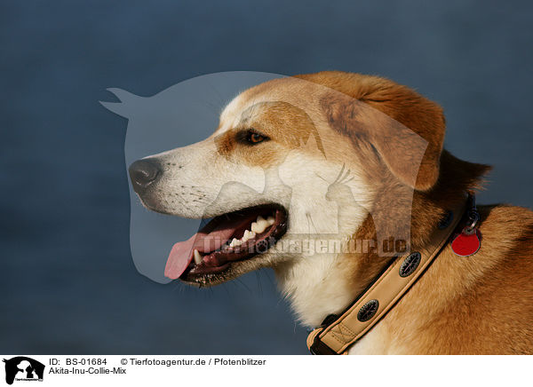 Akita-Inu-Collie-Mix / Akita-Inu-Collie mongrel / BS-01684