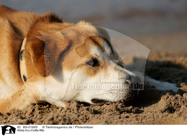 Akita-Inu-Collie-Mix / Akita-Inu-Collie mongrel / BS-01685