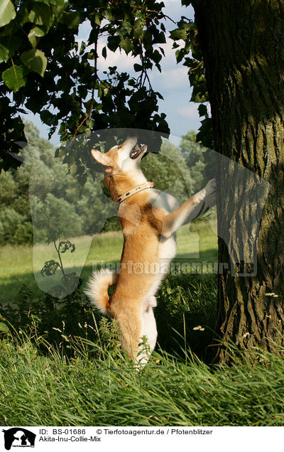 Akita-Inu-Collie-Mix / Akita-Inu-Collie mongrel / BS-01686