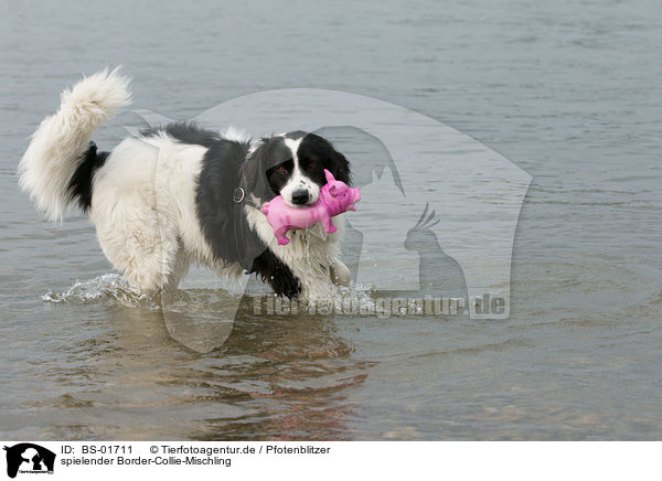 spielender Border-Collie-Mischling / playing Border-Collie-Mongrel / BS-01711
