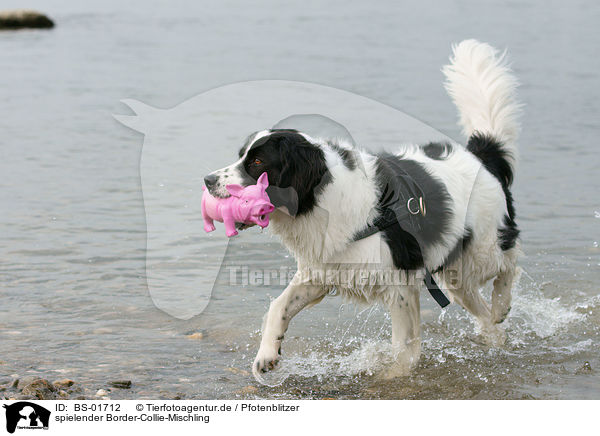 spielender Border-Collie-Mischling / playing Border-Collie-Mongrel / BS-01712