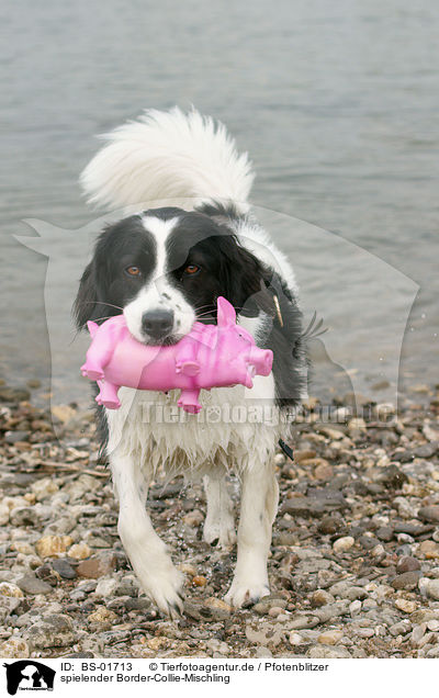 spielender Border-Collie-Mischling / playing Border-Collie-Mongrel / BS-01713