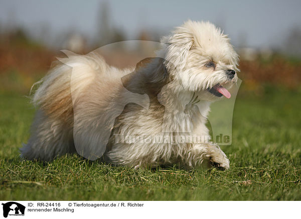 rennender Mischling / running Mongrel / RR-24416