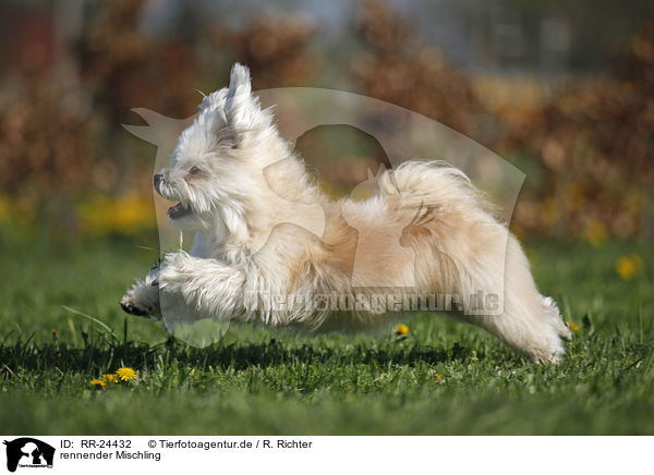 rennender Mischling / running Mongrel / RR-24432