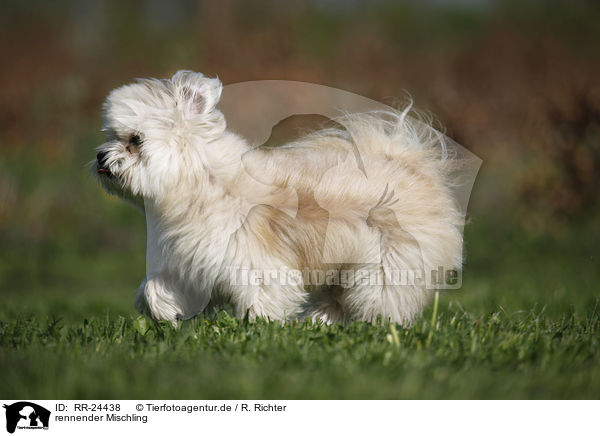 rennender Mischling / running Mongrel / RR-24438