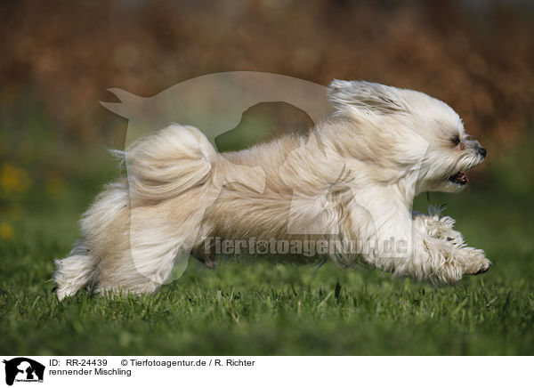 rennender Mischling / running Mongrel / RR-24439