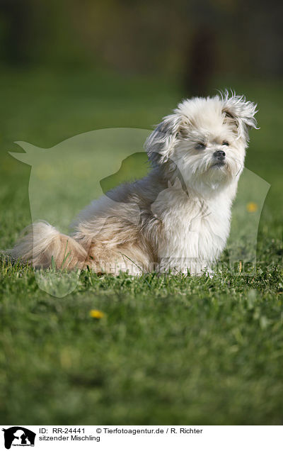sitzender Mischling / sitting Mongrel / RR-24441