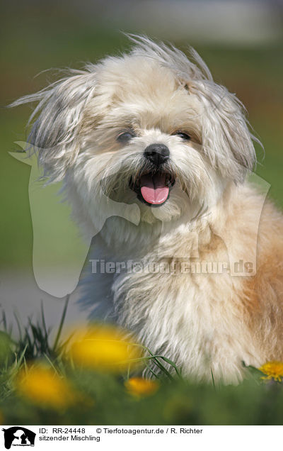 sitzender Mischling / sitting Mongrel / RR-24448