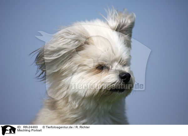 Mischling Portrait / Mongrel Portrait / RR-24460