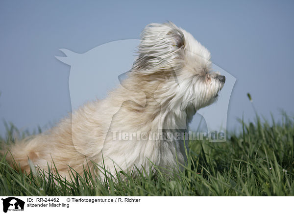 sitzender Mischling / sitting Mongrel / RR-24462