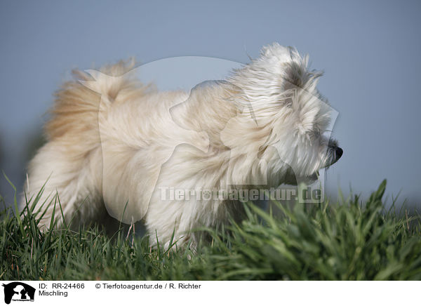 Mischling / Mongrel / RR-24466