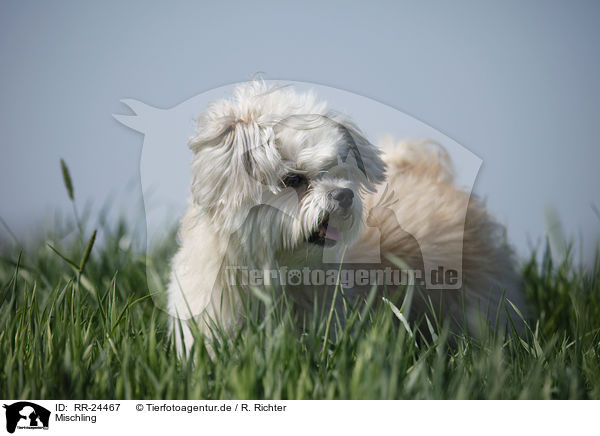 Mischling / Mongrel / RR-24467