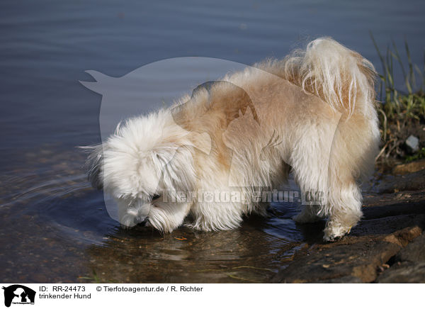 trinkender Hund / drinking dog / RR-24473
