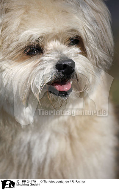 Mischling Gesicht / Mongrel face / RR-24479