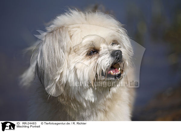Mischling Portrait / Mongrel Portrait / RR-24483