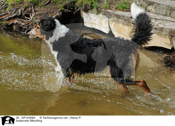 badender Mischling / bathing mongrel / AP-04986