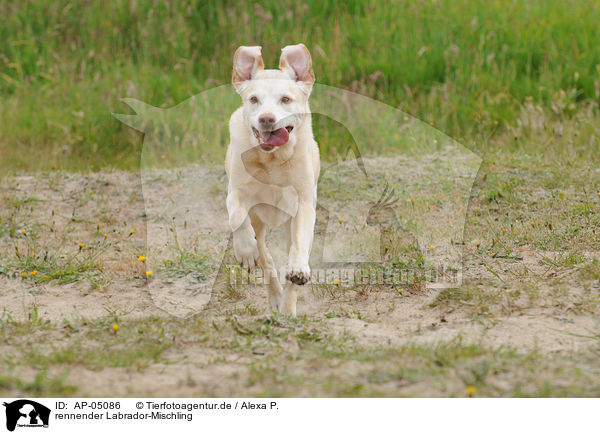 rennender Labrador-Mischling / running labrador-mongrel / AP-05086