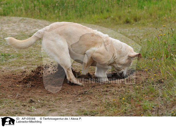 Labrador-Mischling / labrador-mongrel / AP-05088