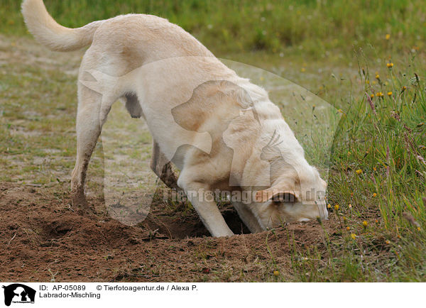 Labrador-Mischling / labrador-mongrel / AP-05089