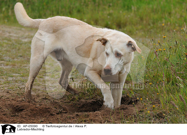 Labrador-Mischling / labrador-mongrel / AP-05090