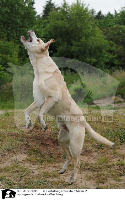 springender Labrador-Mischling / jumping labrador-mongrel / AP-05091