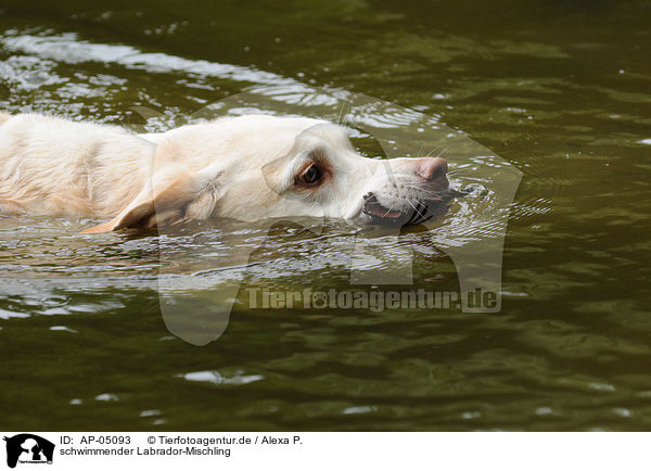 schwimmender Labrador-Mischling / swimming labrador-mongrel / AP-05093