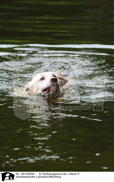 schwimmender Labrador-Mischling / swimming labrador-mongrel / AP-05094