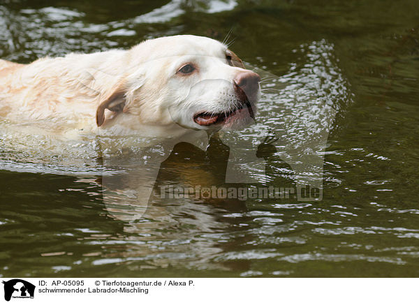 schwimmender Labrador-Mischling / swimming labrador-mongrel / AP-05095