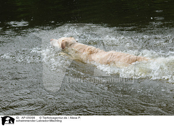 schwimmender Labrador-Mischling / swimming labrador-mongrel / AP-05098