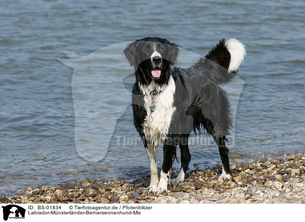 Labrador-Mnsterlnder-Bernersennenhund-Mix / Mongrel / BS-01834