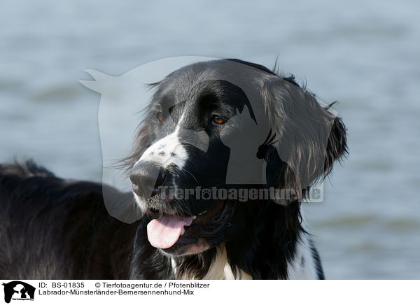 Labrador-Mnsterlnder-Bernersennenhund-Mix / Mongrel / BS-01835