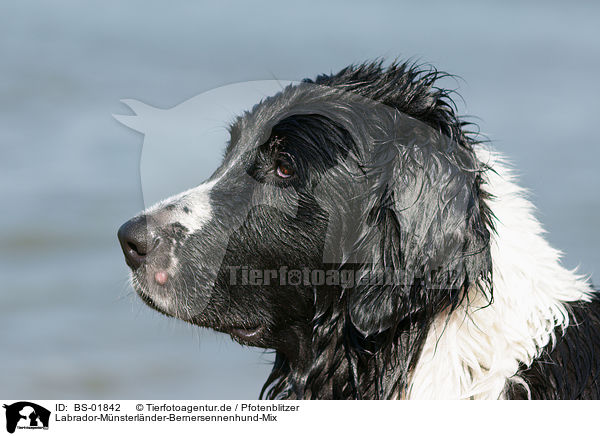 Labrador-Mnsterlnder-Bernersennenhund-Mix / Mongrel / BS-01842