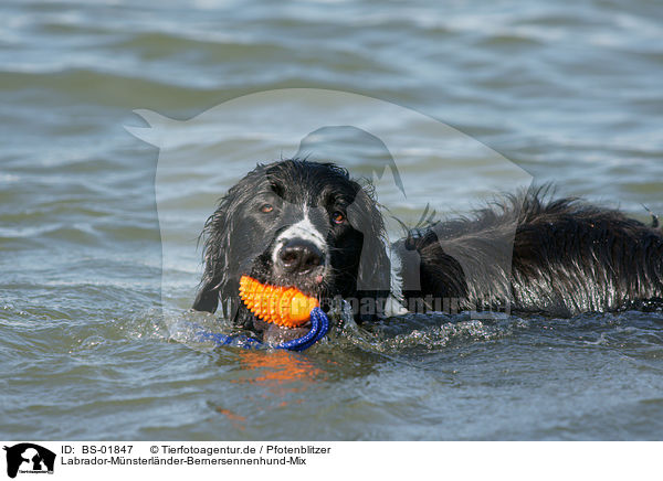 Labrador-Mnsterlnder-Bernersennenhund-Mix / BS-01847