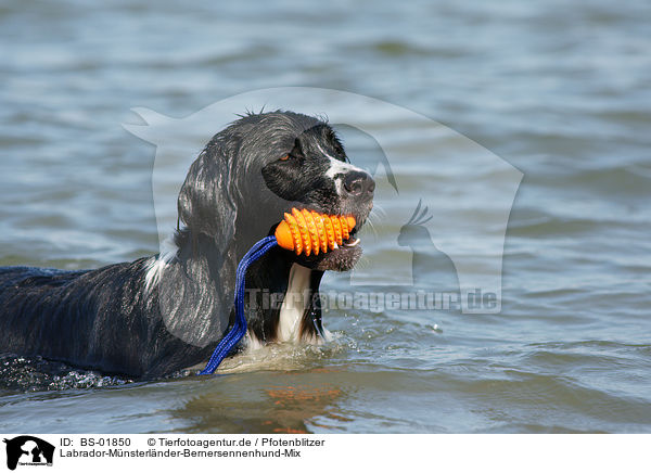 Labrador-Mnsterlnder-Bernersennenhund-Mix / Mongrel / BS-01850