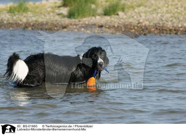 Labrador-Mnsterlnder-Bernersennenhund-Mix / BS-01860