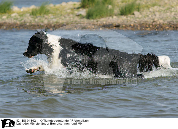 Labrador-Mnsterlnder-Bernersennenhund-Mix / Mongrel / BS-01862