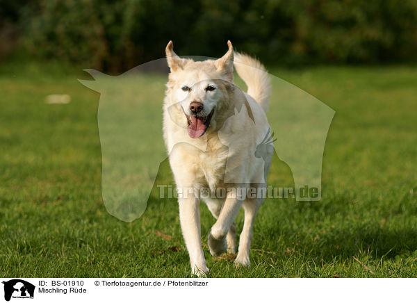 Mischling Rde / male mongrel / BS-01910
