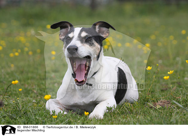liegender Mischling / lying mongrel / BM-01866