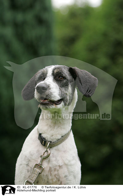 Htehund-Mischling portrait / mongrel Portrait / KL-01776