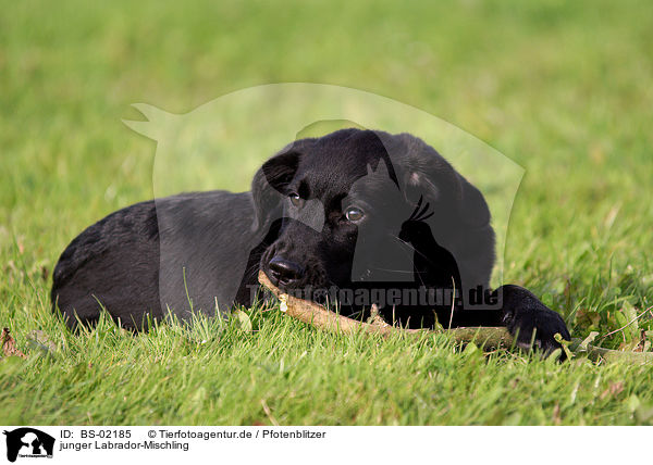 junger Labrador-Mischling / young mongrel / BS-02185