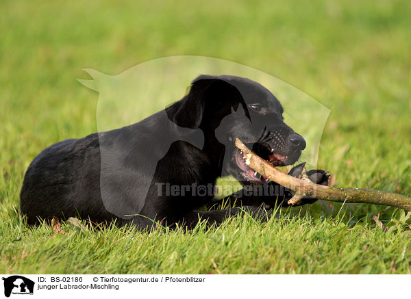 junger Labrador-Mischling / young mongrel / BS-02186