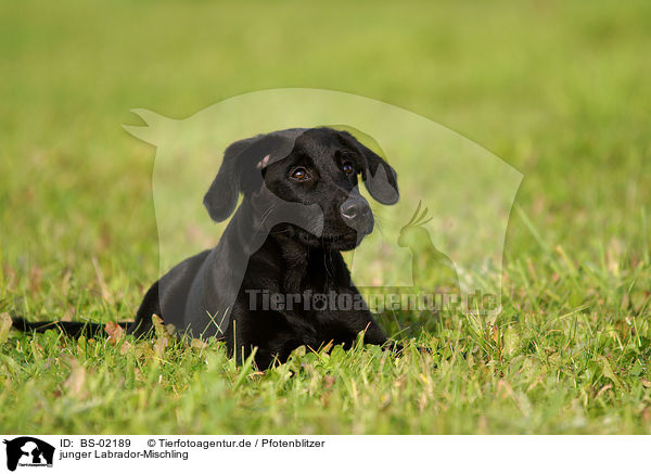 junger Labrador-Mischling / young mongrel / BS-02189