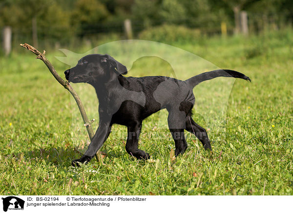 junger spielender Labrador-Mischling / young playing mongrel / BS-02194