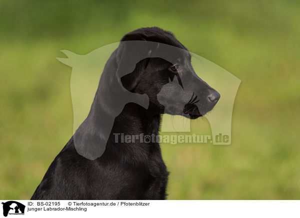 junger Labrador-Mischling / young mongrel / BS-02195