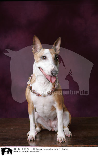 Pitbull-Jack-Russell-Mix / mongrel / KL-01972