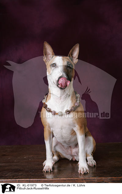 Pitbull-Jack-Russell-Mix / KL-01973