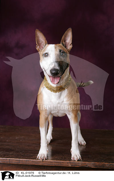 Pitbull-Jack-Russell-Mix / mongrel / KL-01976