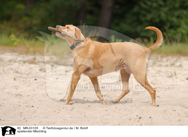 spielender Mischling / playing mongrel / MR-03105