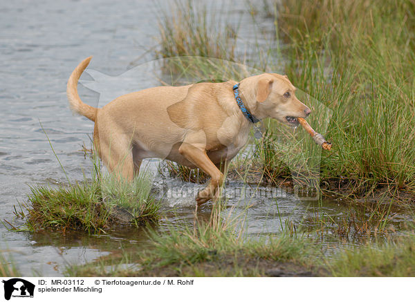 spielender Mischling / playing mongrel / MR-03112